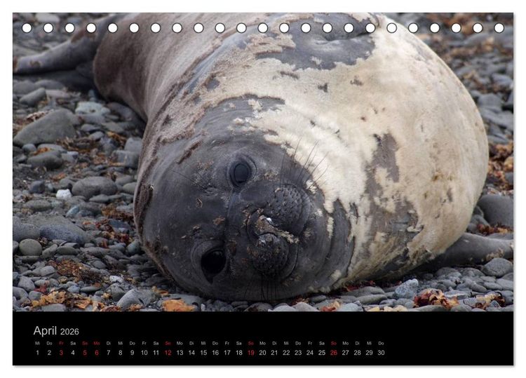 Produktbild: Antarktische Impressionen (Tischkalender 2026 DIN A5 quer), CALVENDO Monatskalender