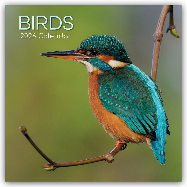 Produktbild: Birds – Vögel 2026 – 16-Monatskalender