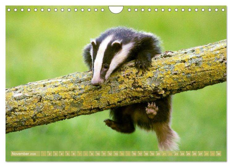 Produktbild: Wald-Kindergarten: Tierkinder im Wald (Wandkalender 2026 DIN A4 quer), CALVENDO Monatskalender
