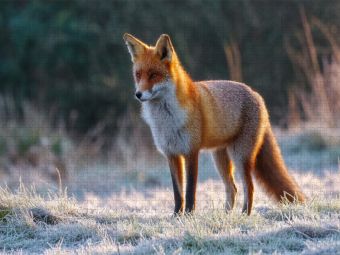 Produktbild: CALVENDO Puzzle Rotfuchs im Morgenlicht auf frostiger Wiese Tierpuzzle mit Fuchs | 1000 Teile Lege-Gr&ouml;&szlig;e 64x48cm Foto-Puzzle f&uuml;r gl&uuml;ckliche Stunden