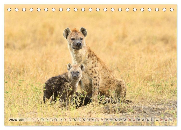 Produktbild: Faszination Afrika: T&uuml;pfel-Hy&auml;nen (Tischkalender 2026 DIN A5 quer), CALVENDO Monatskalender
