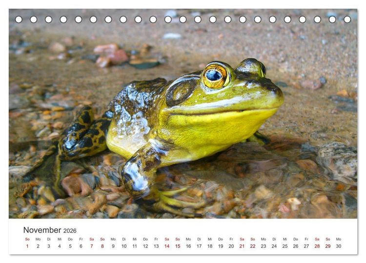 Produktbild: Fr&ouml;sche - Die wundersch&ouml;ne Welt der bunten H&uuml;pfer. (Tischkalender 2026 DIN A5 quer), CALVENDO Monatskalender
