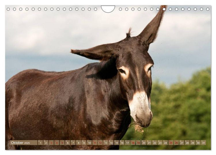 Produktbild: Bulgarische Gro&szlig;esel - Schwarze Sch&ouml;nheiten (Wandkalender 2025 DIN A4 quer), CALVENDO Monatskalender