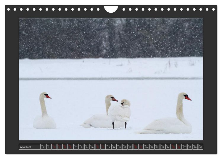 Produktbild: Winterzauber - Tiere in Eis und Schnee (Wandkalender 2026 DIN A4 quer), CALVENDO Monatskalender