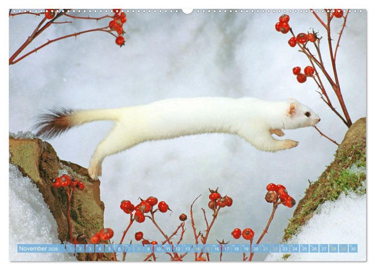 Produktbild: Wildtiere des Waldes: Hier wird der Mythos Wald lebendig (Wandkalender 2026 DIN A2 quer), CALVENDO Monatskalender