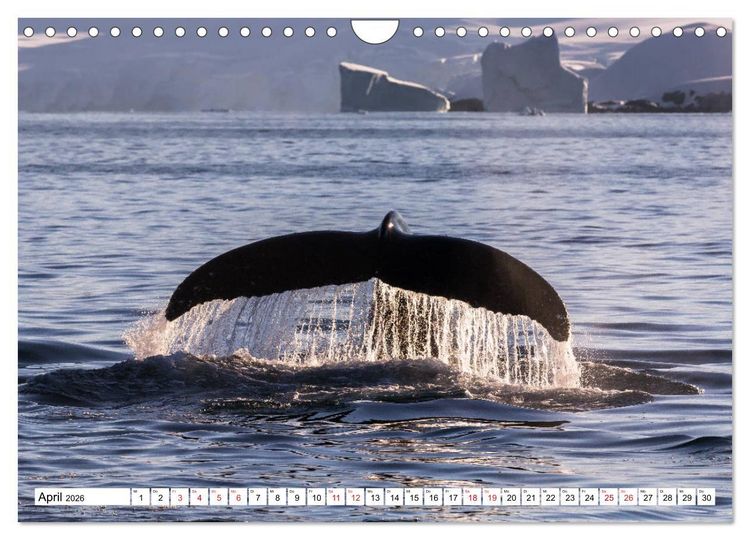 Produktbild: Faszination Antarktis (Wandkalender 2026 DIN A4 quer), CALVENDO Monatskalender