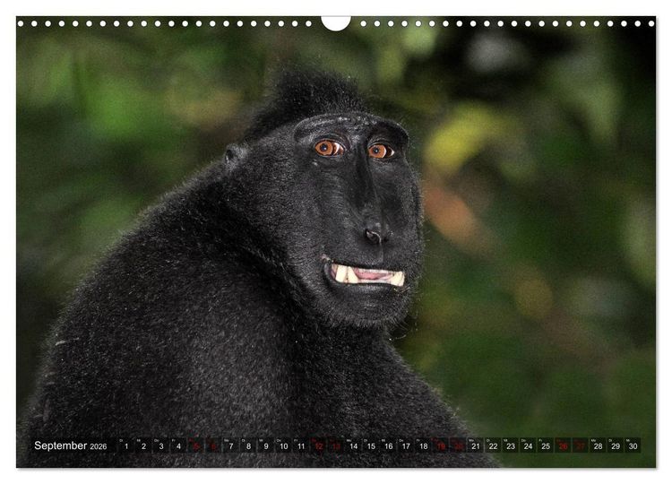 Produktbild: Planet der seltenen Affen (Wandkalender 2026 DIN A3 quer), CALVENDO Monatskalender