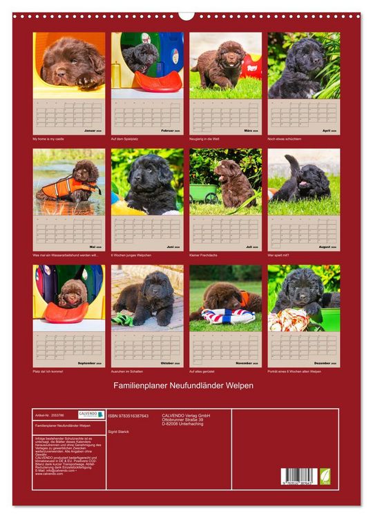 Produktbild: Familienplaner Neufundl&auml;nder Welpen (Wandkalender 2026 DIN A2 hoch), CALVENDO Monatskalender