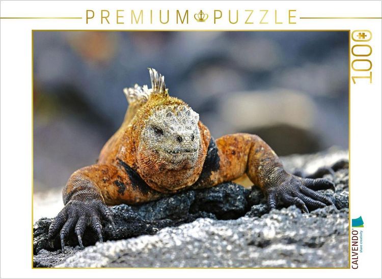 Produktbild: CALVENDO Puzzle Gal&aacute;pagos-Meerechse | 1000 Teile Lege-Gr&ouml;&szlig;e 64x48cm Foto-Puzzle f&uuml;r gl&uuml;ckliche Stunden