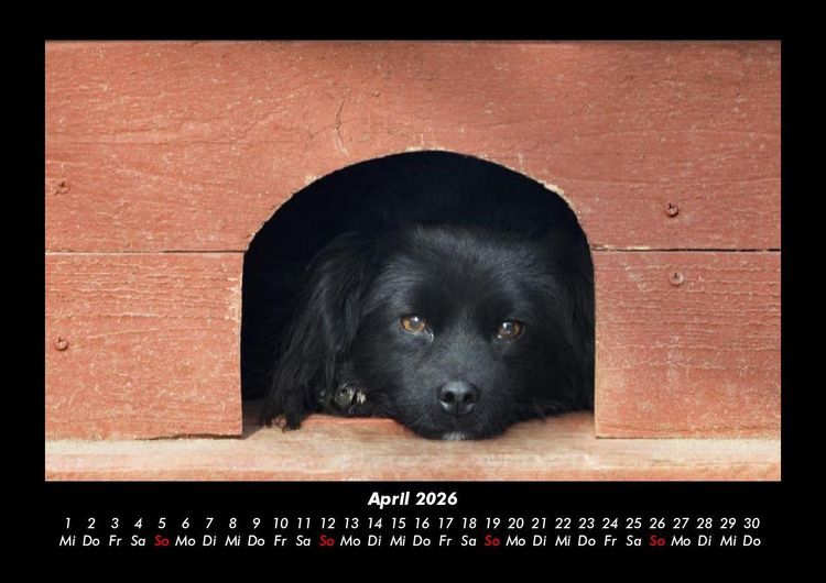 Produktbild: Hundezauber 2026 Fotokalender DIN A3