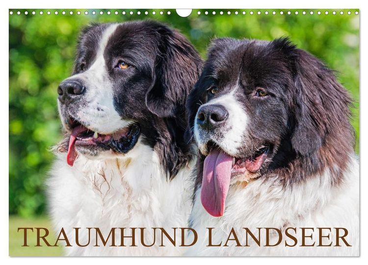 Produktbild: Traumhund Landseer (Wandkalender 2027 DIN A3 quer), CALVENDO Monatskalender