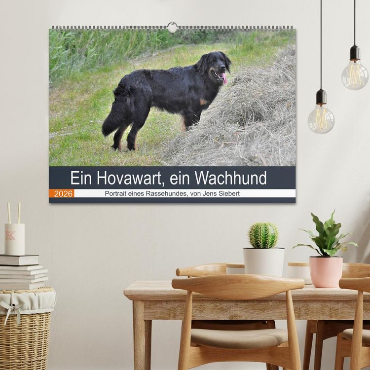 Produktbild: Ein Hovawart, ein Wachhund (Wandkalender 2026 DIN A2 quer), CALVENDO Monatskalender