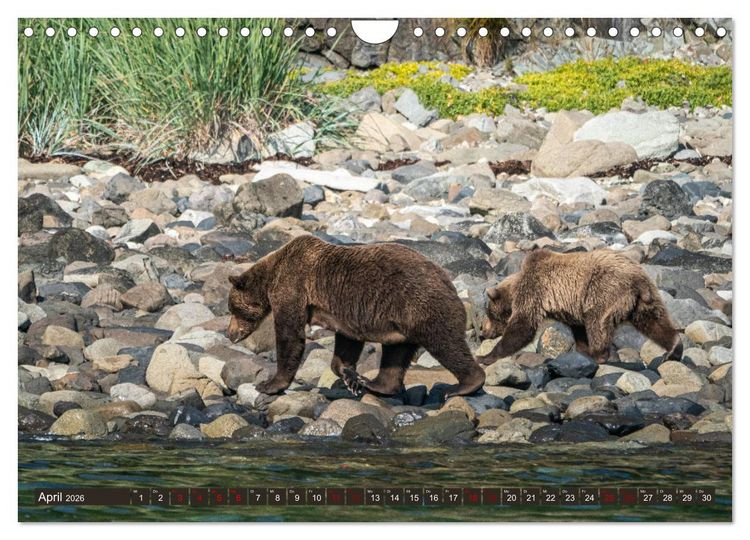 Produktbild: Grizzlyb&auml;ren im Katmai Nationalpark Alaska (Wandkalender 2026 DIN A4 quer), CALVENDO Monatskalender