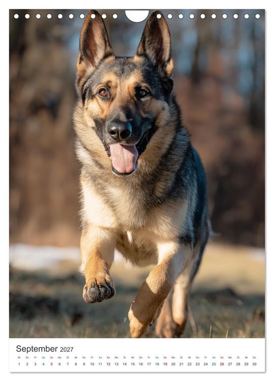 Produktbild: Seelenblick Sch&auml;ferhund (Wandkalender 2027 DIN A4 hoch), CALVENDO Monatskalender