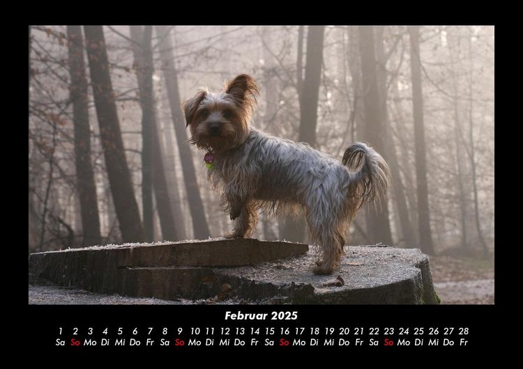 Produktbild: Hundezauber 2025 Fotokalender DIN A3