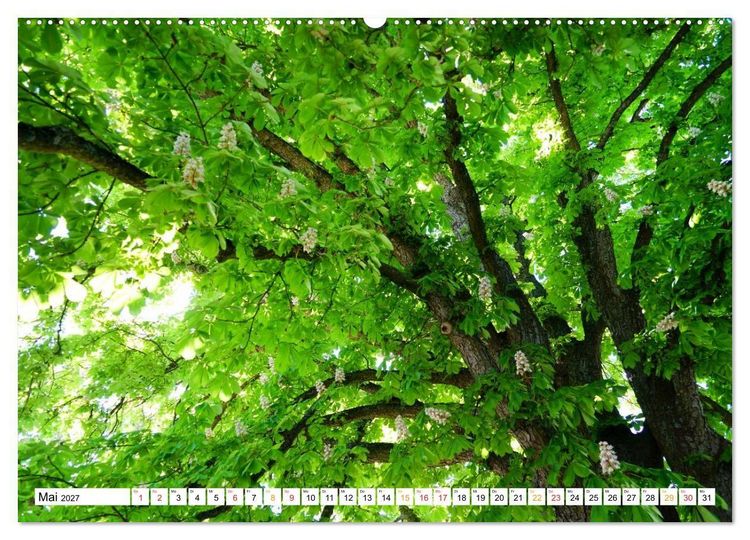 Produktbild: 12 Monate Natur (hochwertiger Premium Wandkalender 2027 DIN A2 quer), Kunstdruck in Hochglanz