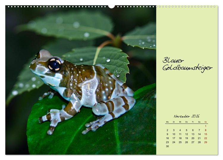 Produktbild: Heimische und exotische Amphibien (hochwertiger Premium Wandkalender 2026 DIN A2 quer), Kunstdruck in Hochglanz