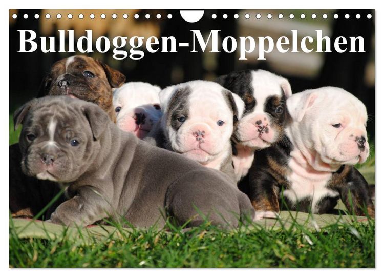 Produktbild: Bulldoggen-Moppelchen (Wandkalender 2026 DIN A4 quer), CALVENDO Monatskalender