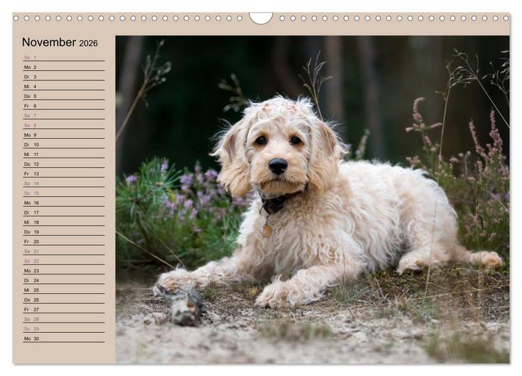 Produktbild: Ein Labradoodle-Welpe in der Heide (Wandkalender 2026 DIN A3 quer), CALVENDO Monatskalender