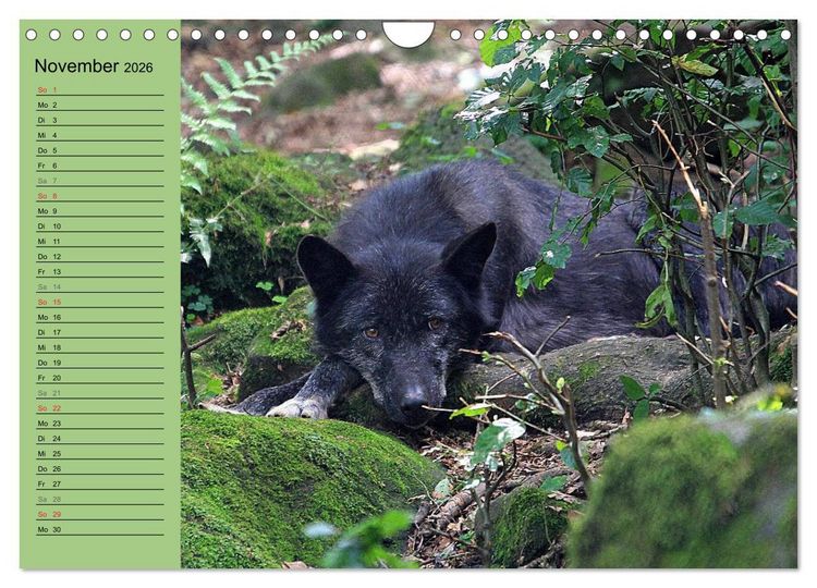 Produktbild: Im Rudel Zuhause - Der Wolf (Wandkalender 2026 DIN A4 quer), CALVENDO Monatskalender