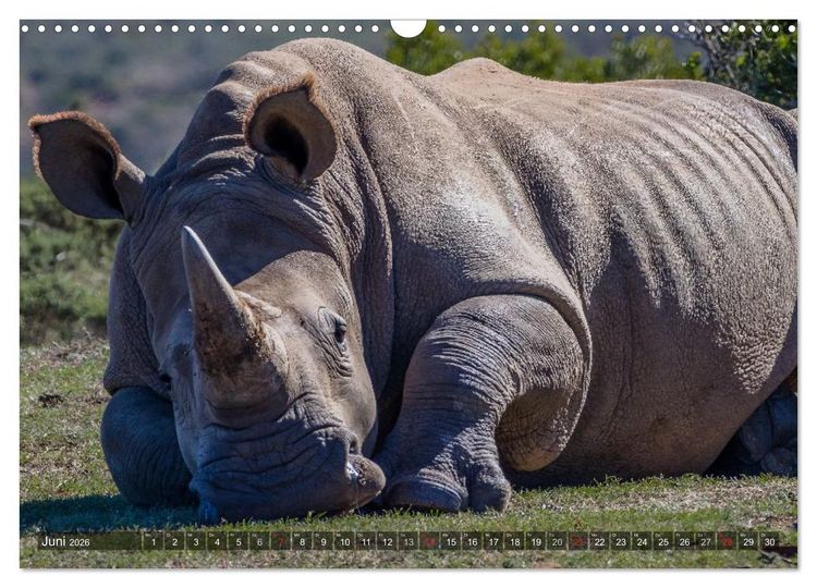 Produktbild: blick kontakt mit tieren im &ouml;stlichen und s&uuml;dlichen afrika (Wandkalender 2026 DIN A3 quer), CALVENDO Monatskalender