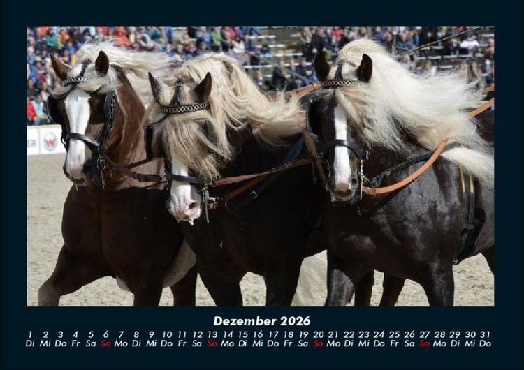 Produktbild: Die Welt der Pferde 2026 Fotokalender DIN A4