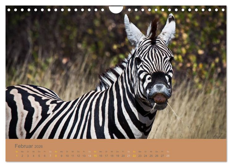 Produktbild: Afrika Impressionen. NAMIBIA - S&Uuml;DAFRIKA - BOTSWANA (Wandkalender 2026 DIN A4 quer), CALVENDO Monatskalender