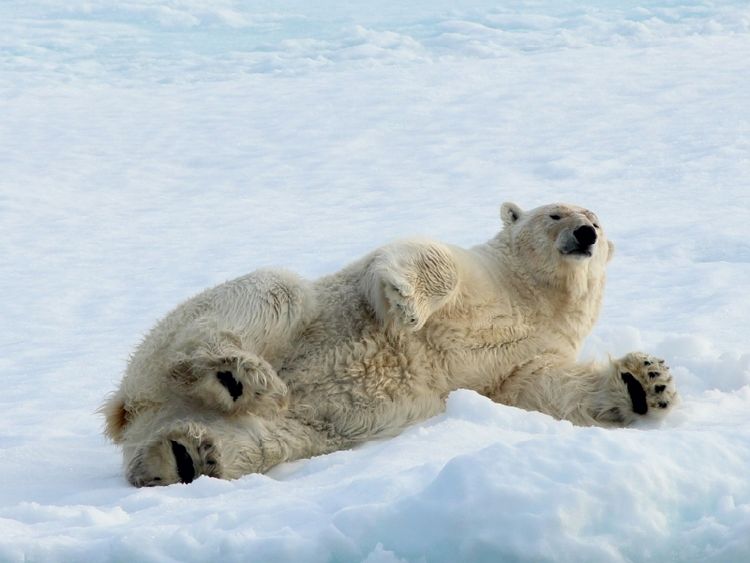 Produktbild: CALVENDO Puzzle Ein Motiv aus dem Kalender Eisb&auml;ren - K&ouml;nige der Arktis | 1000 Teile Lege-Gr&ouml;&szlig;e 64x48cm Foto-Puzzle f&uuml;r gl&uuml;ckliche Stunden