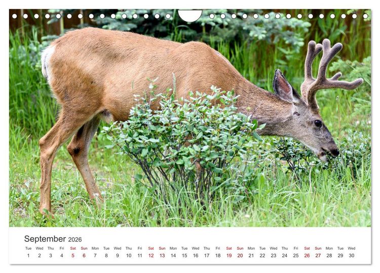 Produktbild: Yukon Wild (Wall Calendar 2026 DIN A4 landscape), CALVENDO 12 Month Wall Calendar