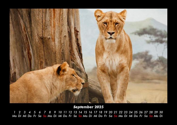 Produktbild: L&ouml;wen in der Wildnis 2025 Fotokalender DIN A3