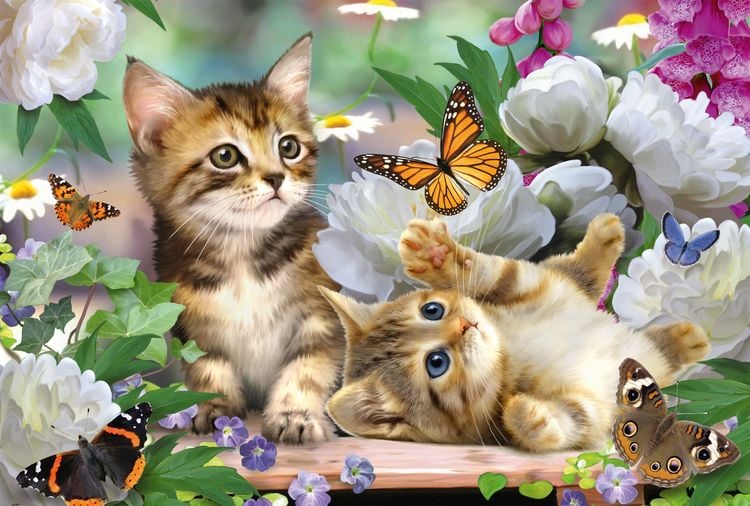 Produktbild: Verspielte Katzenbabys