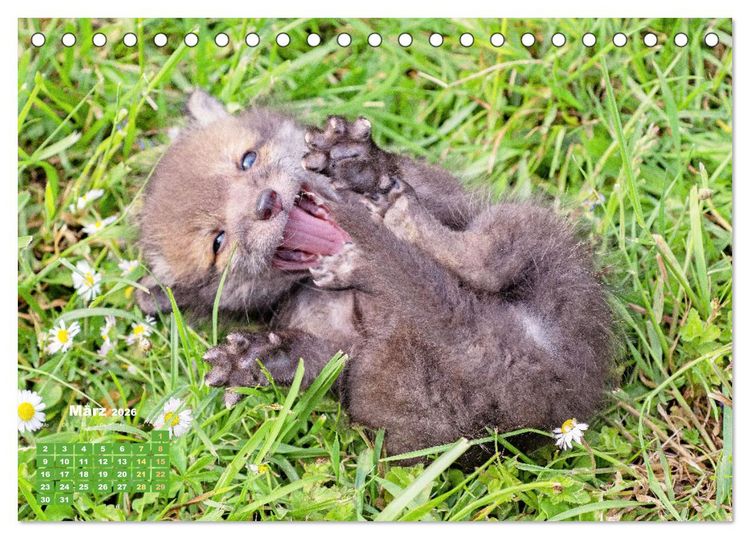 Produktbild: Der Fuchs: Kluger J&auml;ger (Tischkalender 2026 DIN A5 quer), CALVENDO Monatskalender