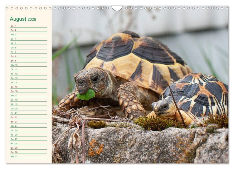 Produktbild: Meine Schildkr&ouml;ten - Geburtstagskalender (Wandkalender 2026 DIN A3 quer), CALVENDO Monatskalender