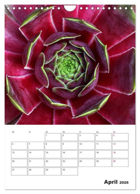 Produktbild: Ich liebe Sempervivum (Wandkalender 2026 DIN A4 hoch), CALVENDO Monatskalender