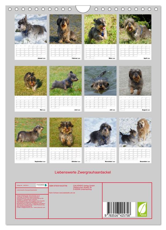 Produktbild: Liebenswerte Zwergrauhaardackel (Wandkalender 2026 DIN A4 hoch), CALVENDO Monatskalender