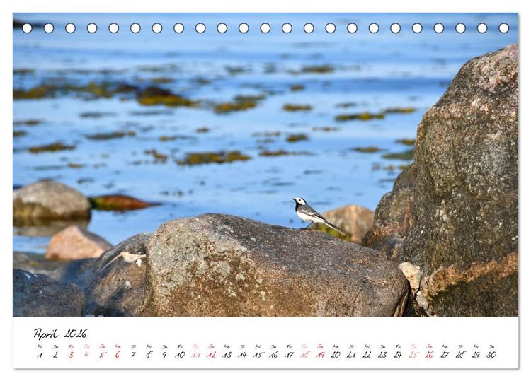 Produktbild: Ostsee-Strand (Tischkalender 2026 DIN A5 quer), CALVENDO Monatskalender