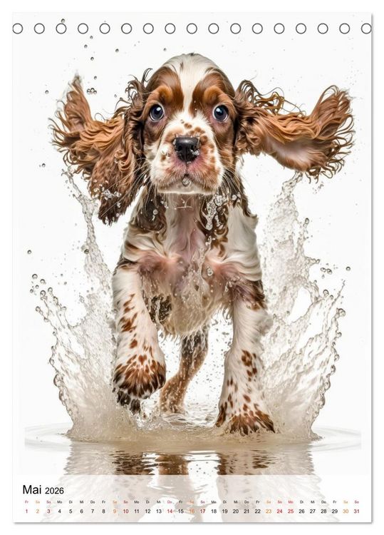 Produktbild: Cocker Spaniel - ein Hund f&uuml;r die Familie (Tischkalender 2026 DIN A5 hoch), CALVENDO Monatskalender