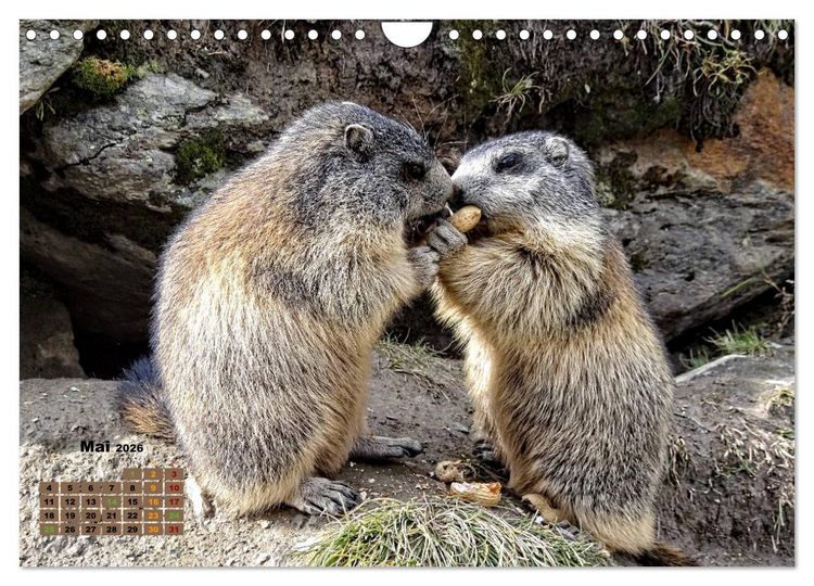 Produktbild: Big Five der Alpen G&auml;mse, Steinbock, Murmeltier, Steinadler, Bartgeier (Wandkalender 2026 DIN A4 quer), CALVENDO Monatskalender