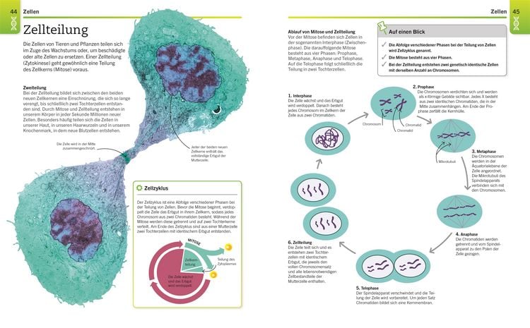 Produktbild: Visuelles Wissen. Biologie