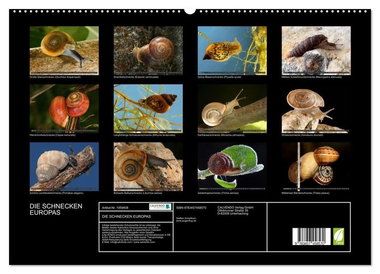 Produktbild: DIE SCHNECKEN EUROPAS (hochwertiger Premium Wandkalender 2026 DIN A2 quer), Kunstdruck in Hochglanz