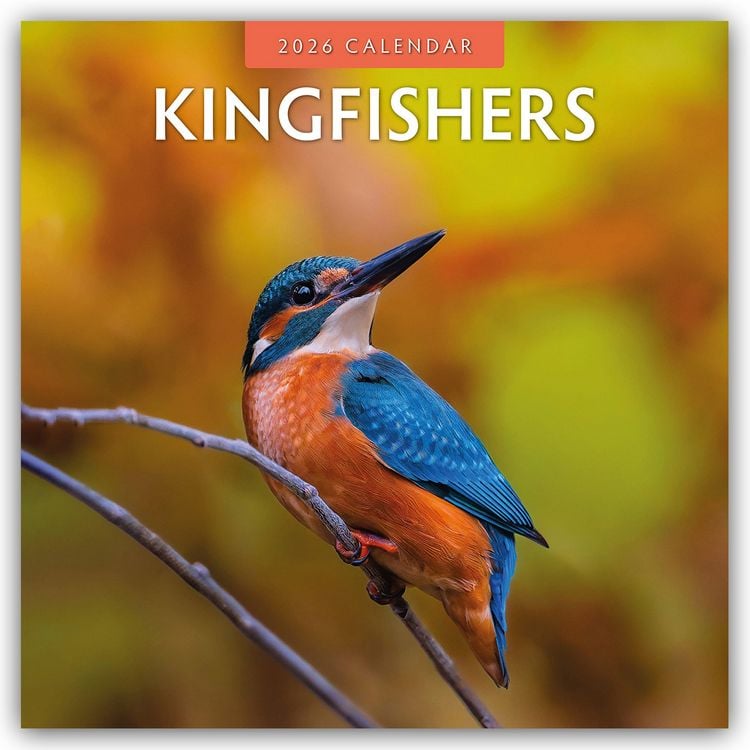 Produktbild: Kingfishers – Eisvögel 2026 – 16-Monatskalender