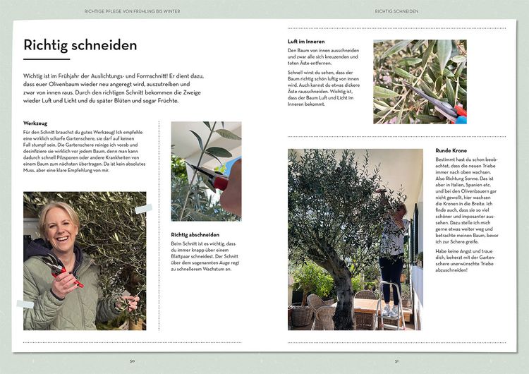 Produktbild: Olivenbaum ganz einfach