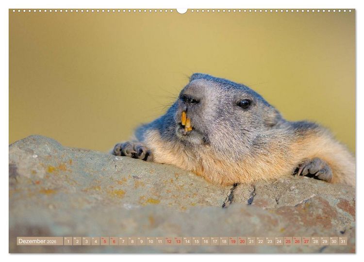 Produktbild: Alpenmurmeltiere in freier Wildbahn (Wandkalender 2026 DIN A2 quer), CALVENDO Monatskalender