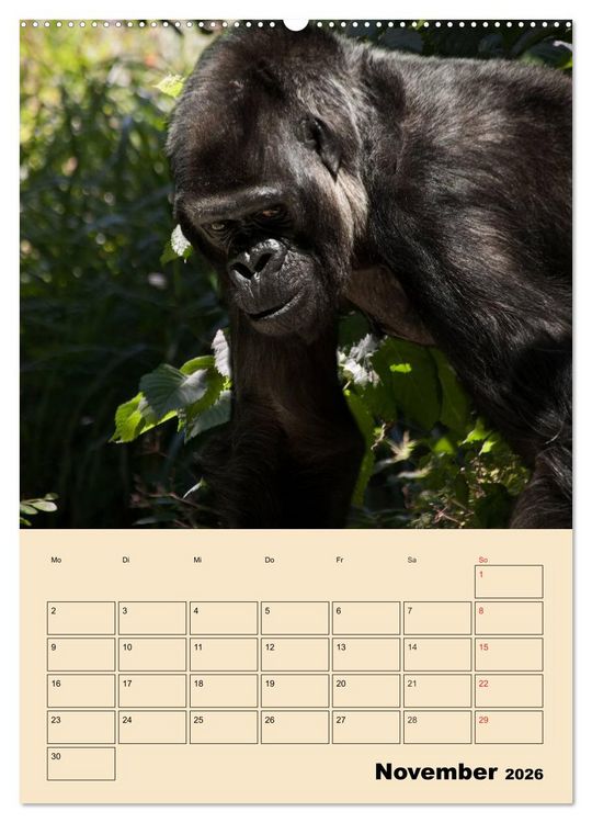 Produktbild: Gorillas (Wandkalender 2026 DIN A2 hoch), CALVENDO Monatskalender