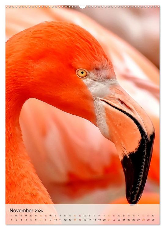 Produktbild: Flamingos - Eleganz und Sch&ouml;nheit (Wandkalender 2026 DIN A2 hoch), CALVENDO Monatskalender