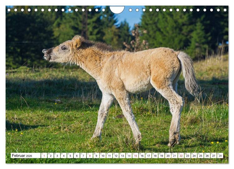 Produktbild: Konik - Frei geboren (Wandkalender 2026 DIN A4 quer), CALVENDO Monatskalender