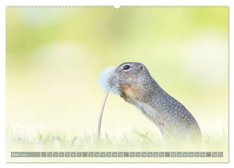 Produktbild: Liebenswerte Ziesel - vom Aussterben bedrohte Nagetiere (Wandkalender 2026 DIN A2 quer), CALVENDO Monatskalender