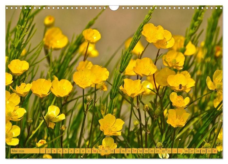 Produktbild: Wildwuchs 2026 (Wandkalender 2026 DIN A3 quer), CALVENDO Monatskalender