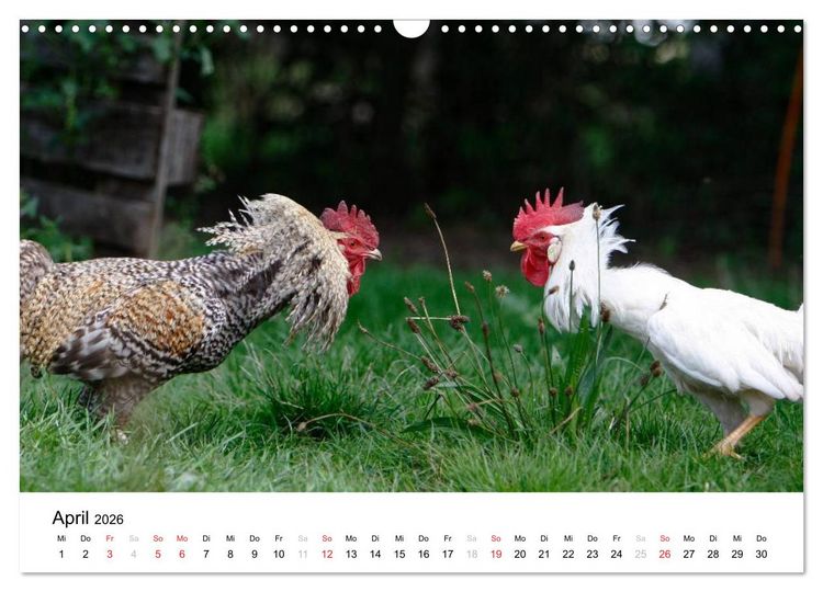 Produktbild: Bunte Welt des Bauernhofs (Wandkalender 2026 DIN A3 quer), CALVENDO Monatskalender
