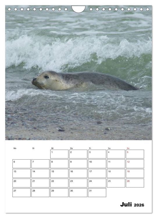 Produktbild: Liebenswerte Robben (Wandkalender 2026 DIN A4 hoch), CALVENDO Monatskalender